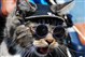 Cool Cats de Castella Fundraising Page